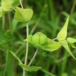 Euphorbia lathyris L. (2 de 2) 