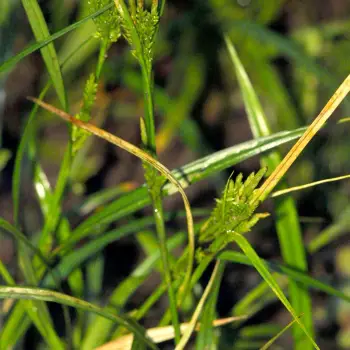 Carex strigosa (1 de 5)