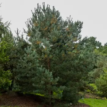 Pinus sylvestris (5 de 5)
