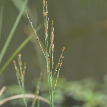 Panicum repens