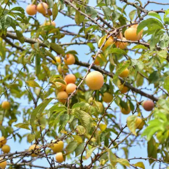 Prunus domestica 'Reina Claudia Verde' (1 de 6)