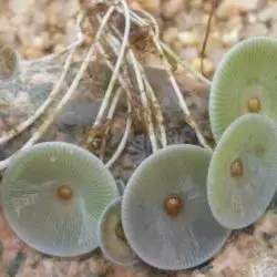 Fotografía Acetabularia acetabulum