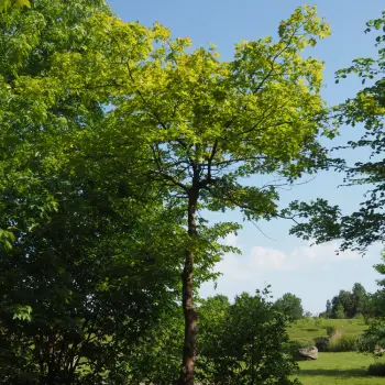 Quercus palustris (4 de 5)