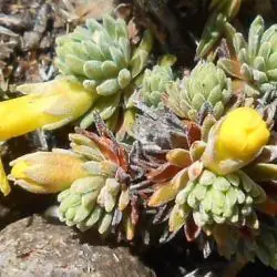 Androsace vitaliana subsp. flosjugorum