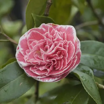 Camellia japonica 'Augusto L de Gouveia Pinto' (2 de 3)