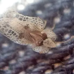 Fotografía Corythucha ciliata (3 de 3)