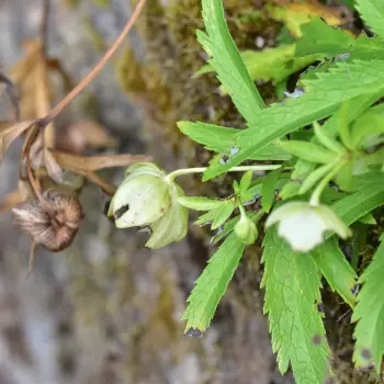 Fotografía Helleborus viridis subsp. occidentalis