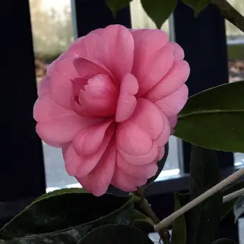 Camellia japonica 'Millarenga' (2 de 3)