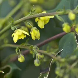 Mahonia japonica (3 de 3)