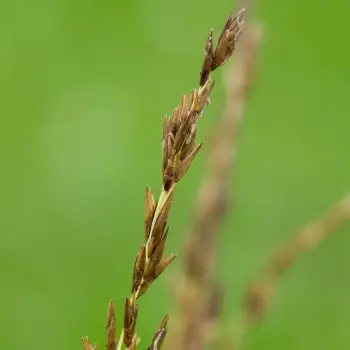 Molinia caerulea subsp. caerulea 'Variegata' (3 de 3)