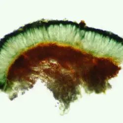 Fotografía Mycoblastus sanguinarius (2 de 3)