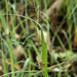 Fotografía Carex flacca (3 de 3)