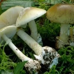 Amanita phalloides