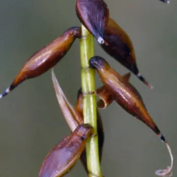 Carex pulicaris (1 de 2)