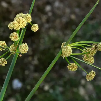 Scirpoides holoschoenus subsp. holoschoenus (3 de 5)
