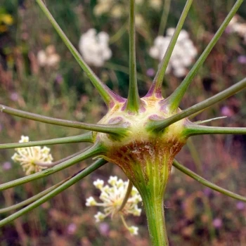 Lasioptera carophila