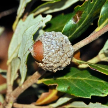 Quercus lusitanica