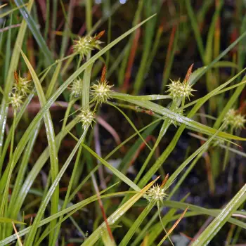 Carex flava (2 de 5)