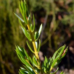 Fotografía Juniperus communis subsp. nana (3 de 3)