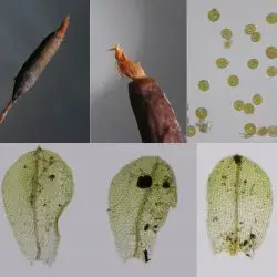 Tortula cuneifolia (3 de 3)