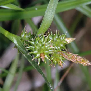 Fotografía Carex demissa subsp. demissa (2 de 2)