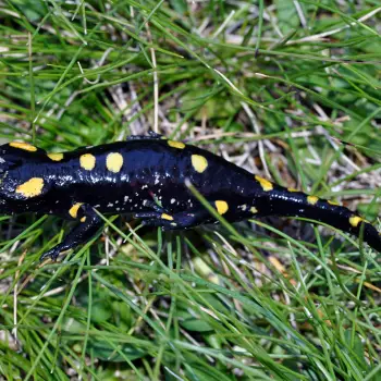 Fotografía Salamandra salamandra subsp. almanzoris (5 de 5)