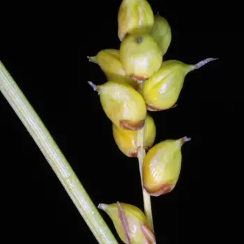 Carex vaginata (2 de 4)