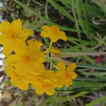Narcissus jonquilla (2 de 2)