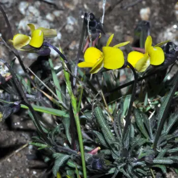 Viola langeana (3 de 4)