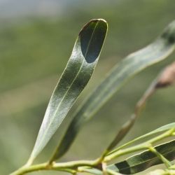 Fotografía Acacia saligna (2 de 3)