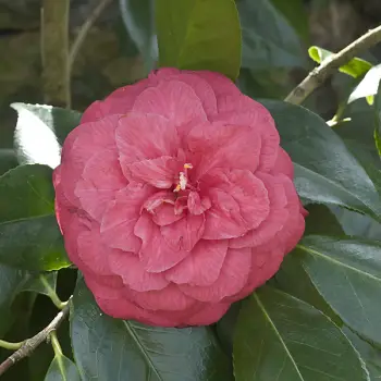 Camellia japonica 'Docteur Louti' (2 de 2)