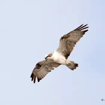 Fotografía Águila pescadora (Pandion haliaetus) (4 de 6)