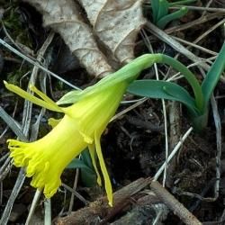 Fotografía Narcissus asturiensis