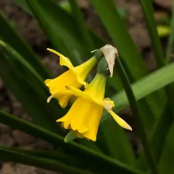 Narcissus cyclamineus 'Tête a Tête' (2 de 2)