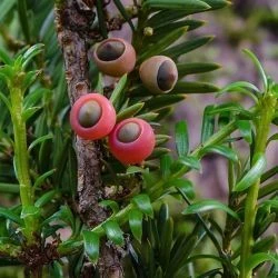 Guía de plantas venenosas, tóxicas y mágicas