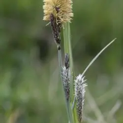 Fotografía Carex flacca