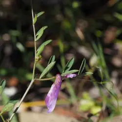 Vicia pseudocracca