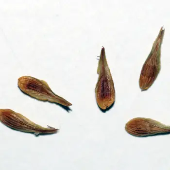 Carex pseudobrizoides (4 de 4)