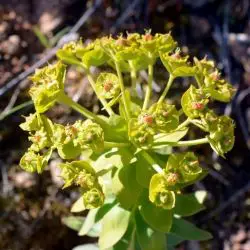 Euphorbia oxyphylla