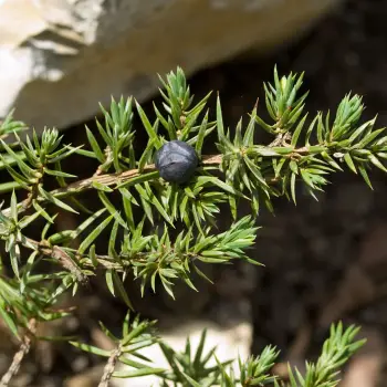Juniperus conferta 'Slager' (1 de 2)