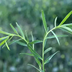 Euphorbia serrata (2 de 3)