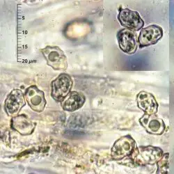 Entoloma porphyrophaeum (Fr.) P. Karst. (2 de 3)