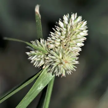 Cyperus sesquiflorus