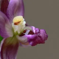 Fotografía Epipactis helleborine subsp. helleborine (2 de 2)