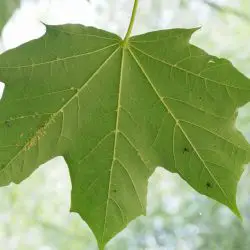 Acer platanoides (2 de 3)