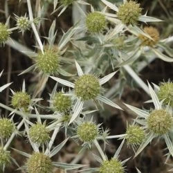 Inflorescencia