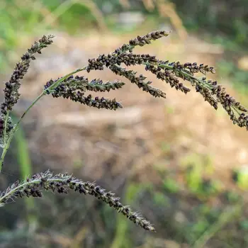 Echinochloa crus-galli (2 de 3)