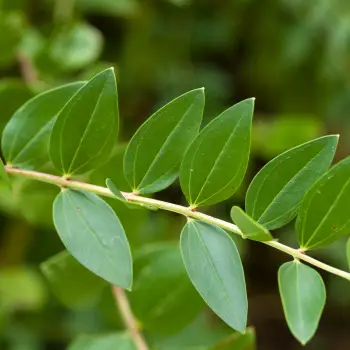 Coriaria myrtifolia (3 de 6)