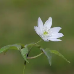 Anemone trifolia subsp. albida