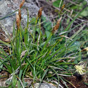 Carex halleriana (5 de 5)